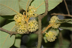 Litsea deccanensis